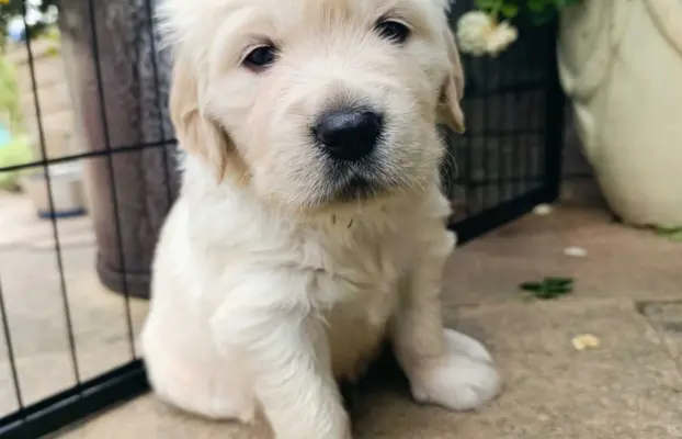 Golden Retriver FCI Potomkowie Championów 2