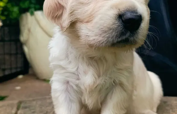 Golden Retriver FCI Potomkowie Championów 3