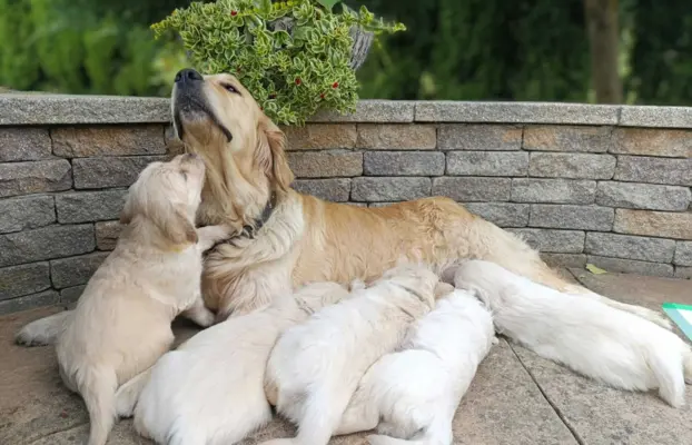 Golden Retriver FCI Potomkowie Championów 4