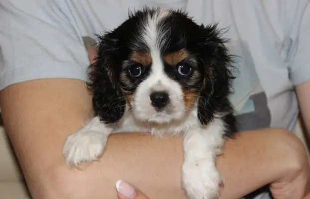 Cavalier King Charles Spaniel-szczeniaczek ZKwP po CH.PL 3