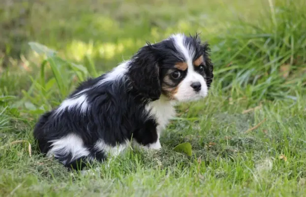 Cavalier King Charles Spaniel-szczeniaczek ZKwP po CH.PL 2