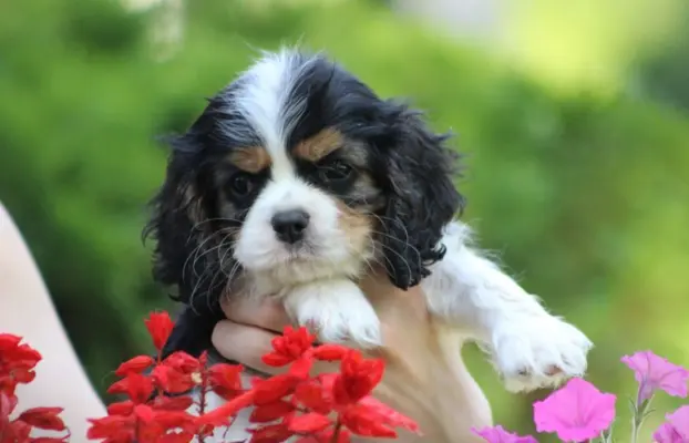Cavalier King Charles Spaniel-szczeniaczek ZKwP po CH.PL 1