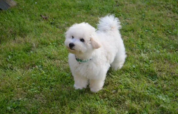 Bichon frise FCI ostatni piesek. 2