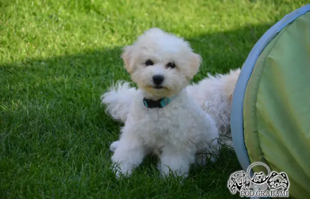 Bichon frise FCI ostatni piesek. 1