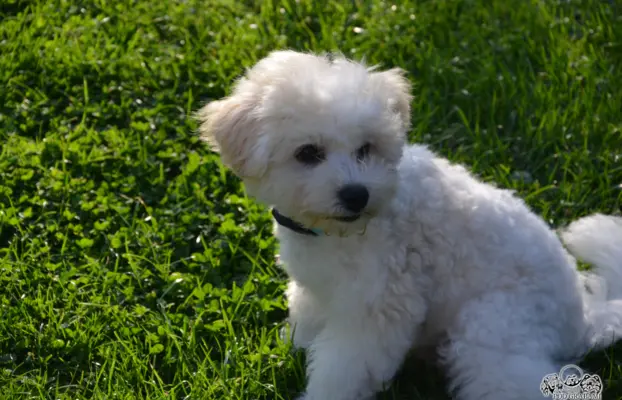 Bichon frise FCI ostatni piesek. 5