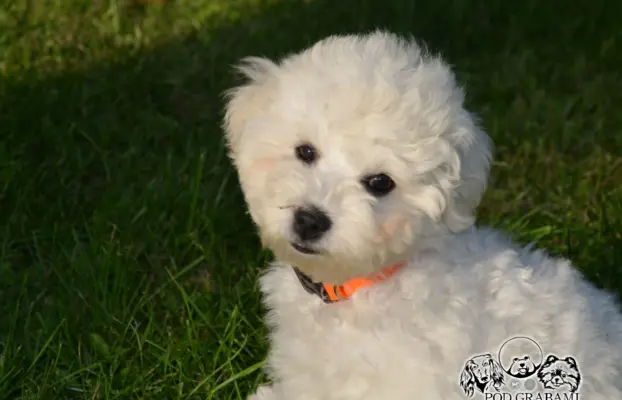 Bichon frise FCI ostatni piesek. 7