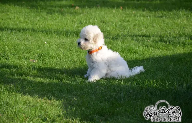 Bichon frise FCI ostatni piesek. 9