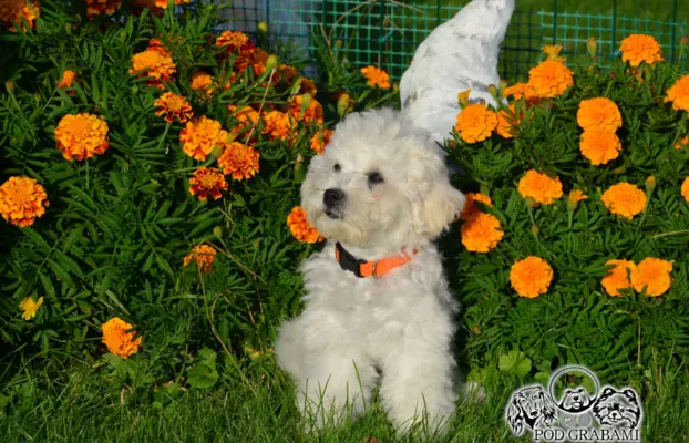 Bichon frise FCI ostatni piesek. 8