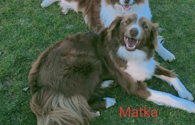 Border collie czekoladowe 6