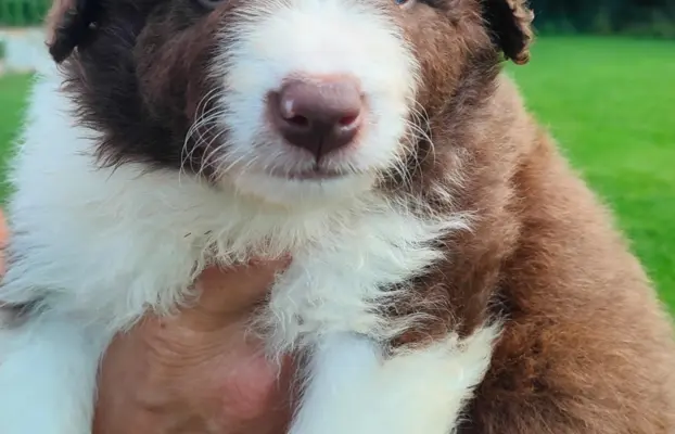 Border collie czekoladowe 3