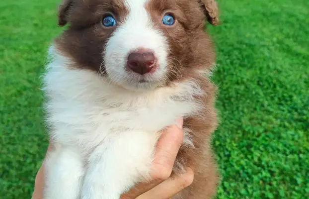 Border collie czekoladowe 2