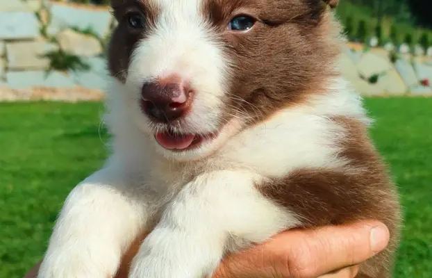 Border collie czekoladowe 4