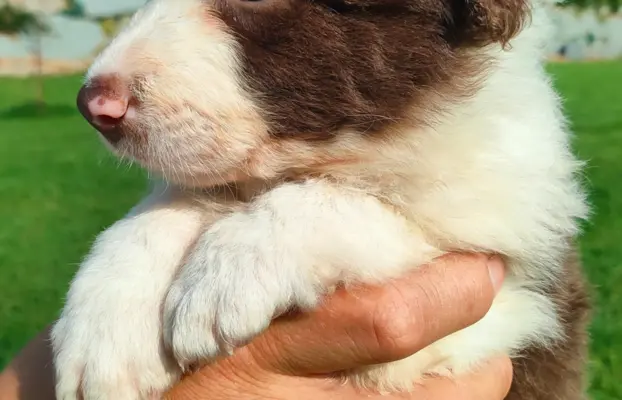 Border collie czekoladowe 5