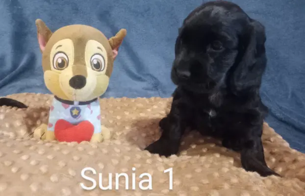 Cocker spaniel angielski 1