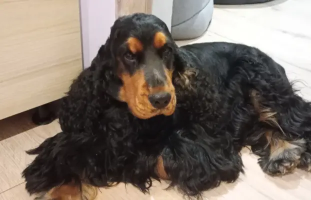 Cocker spaniel angielski 2