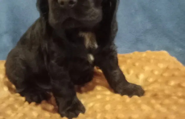 Cocker spaniel angielski 3
