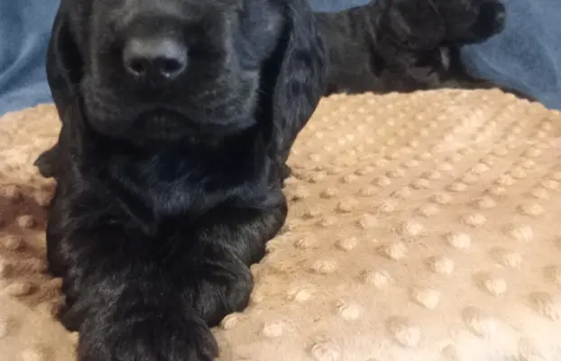 Cocker spaniel angielski 4