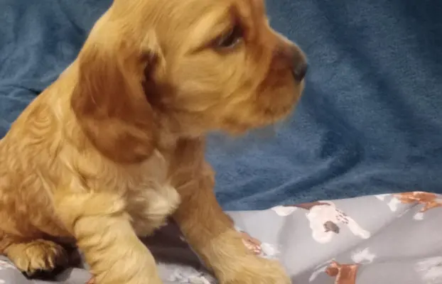 Cocker spaniel angielski 5