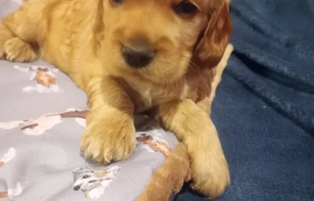 Cocker spaniel angielski 6