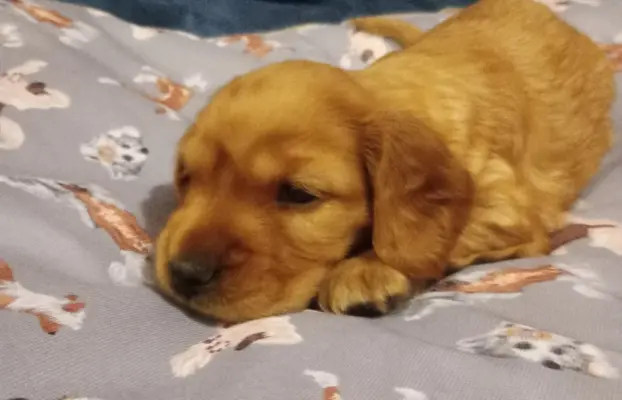Cocker spaniel angielski 7