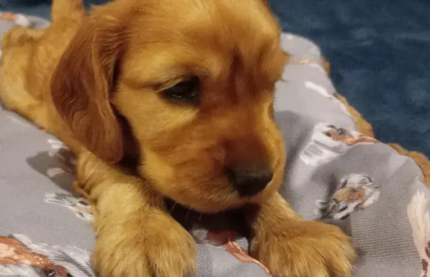 Cocker spaniel angielski 8