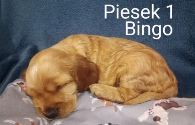 Cocker spaniel angielski 9