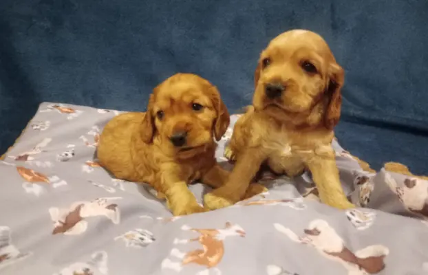 Cocker spaniel angielski 10