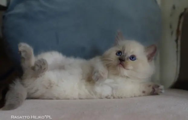 Kocięta Ragdoll rodowód FPL profesjonalna hodowla FIFe 9