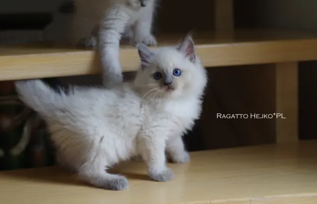 Kocięta Ragdoll rodowód FPL profesjonalna hodowla FIFe 10