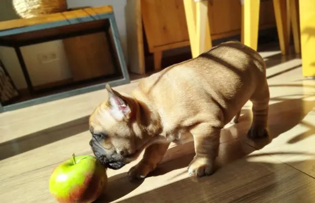 Buldog francuski szczenięta, ciemna suczka i beżowy piesek 2