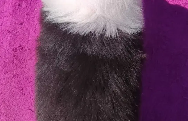 Suczka pełna wdzięku z dok. - Szczeniak BORDER COLLIE 2