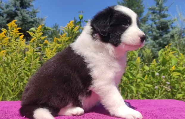 Suczka pełna wdzięku z dok. - Szczeniak BORDER COLLIE 3