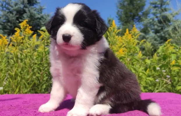 Suczka pełna wdzięku z dok. - Szczeniak BORDER COLLIE 4