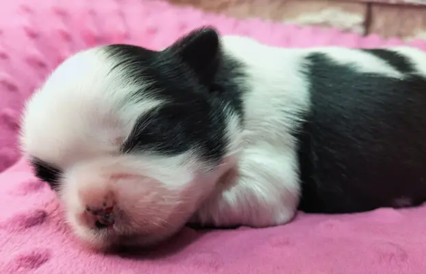 Cudowne szczenięta Shih tzu 2