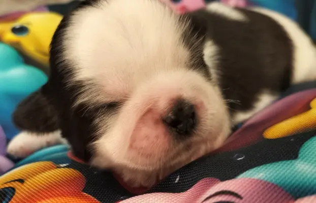 Cudowne szczenięta Shih tzu 3