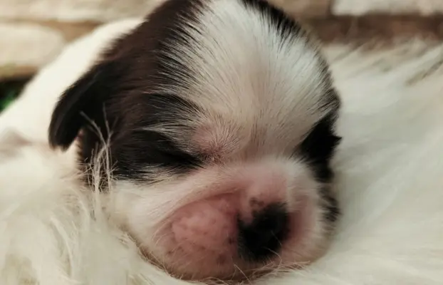 Cudowne szczenięta Shih tzu 4