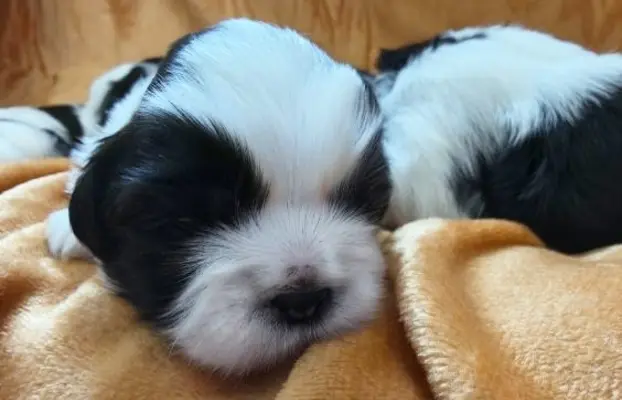 Cudowne szczenięta Shih tzu 5
