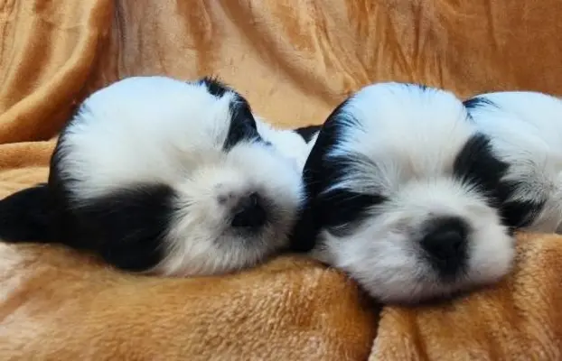 Cudowne szczenięta Shih tzu 6