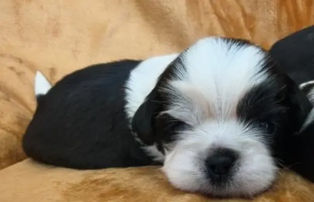 Cudowne szczenięta Shih tzu 7