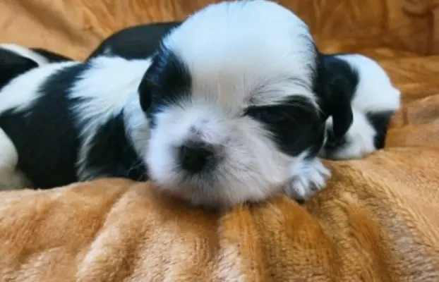 Cudowne szczenięta Shih tzu 8