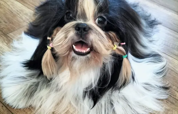 Cudowne szczenięta Shih tzu 9