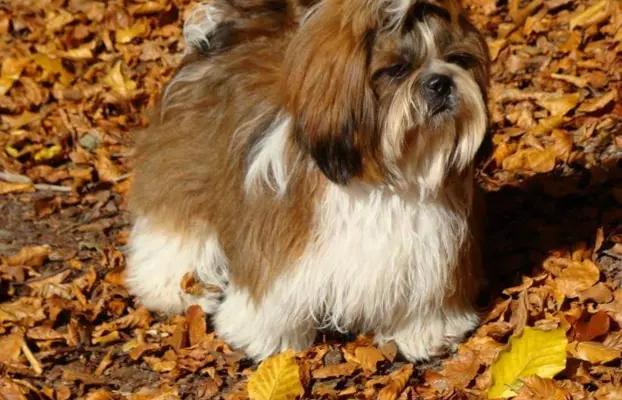 Cudowne szczenięta Shih tzu 10