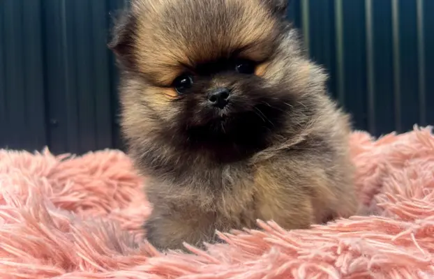 Szpic Miniaturowy, Pomeranian 1