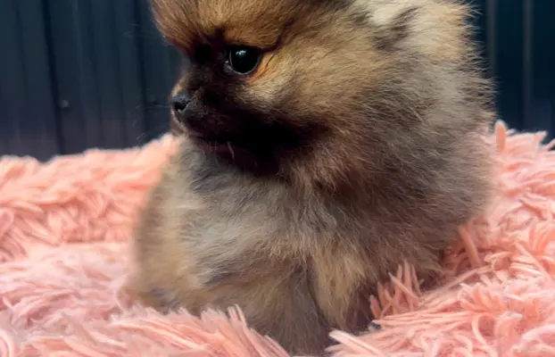 Szpic Miniaturowy, Pomeranian 4