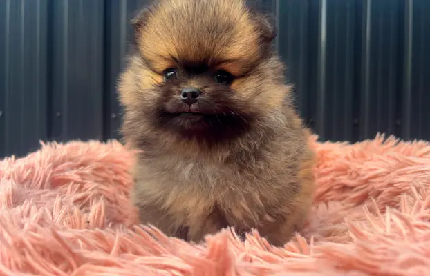 Szpic Miniaturowy, Pomeranian 3