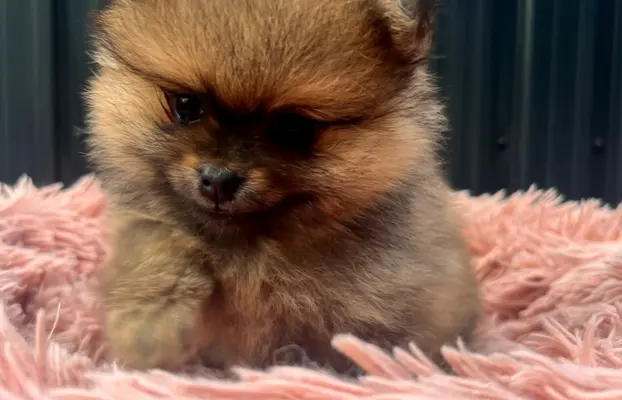 Szpic Miniaturowy, Pomeranian 5