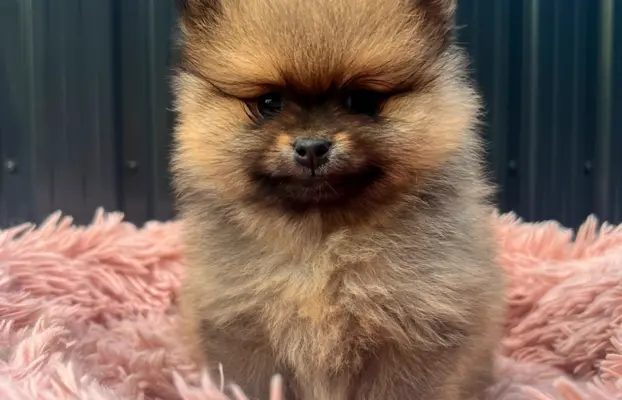 Szpic Miniaturowy, Pomeranian 7