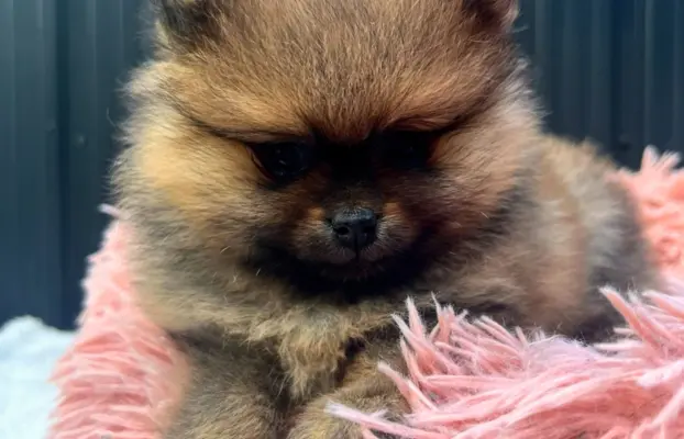 Szpic Miniaturowy, Pomeranian 6