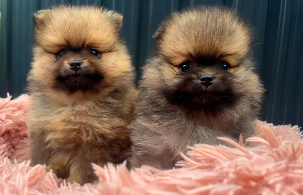 Szpic Miniaturowy, Pomeranian 9