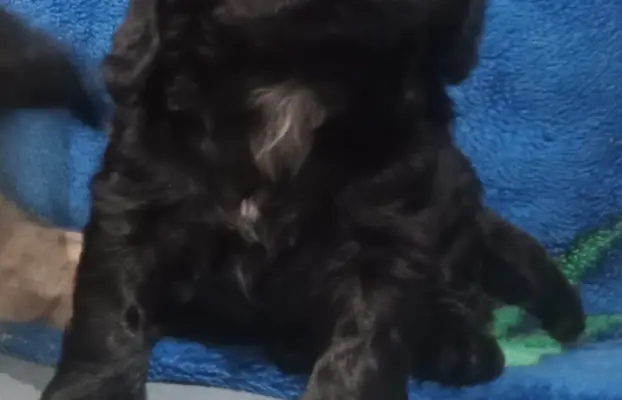 Cocker spaniel angielski 1